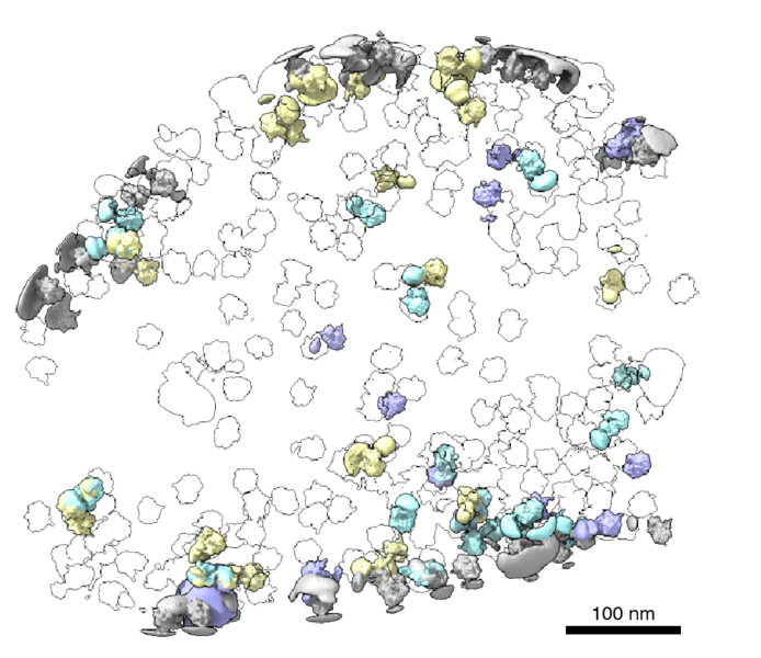 Exploring the cellular neighborhood