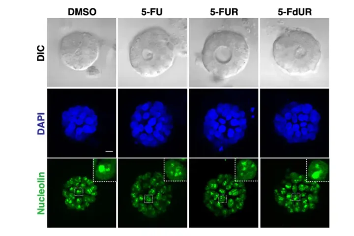 Debunking Decades-Old Dogma: Scientists Uncover New Mechanism for Common Chemotherapy Drug