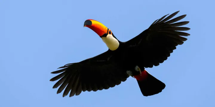 Tropical forests can't recover naturally without fruit eating birds